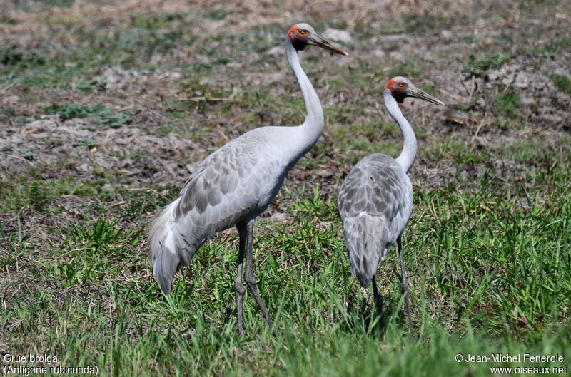 Brolga