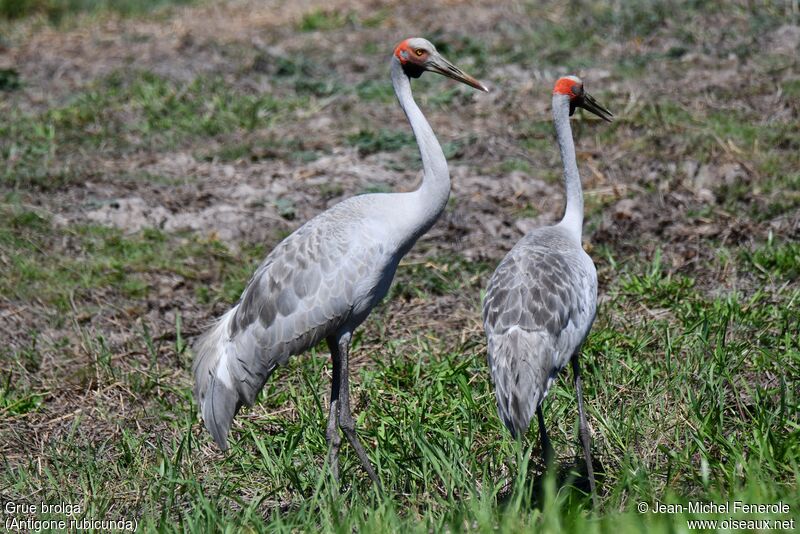 Grue brolga