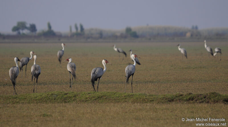 Wattled Crane