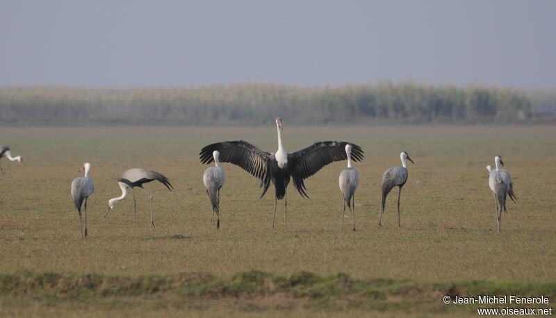 Wattled Crane