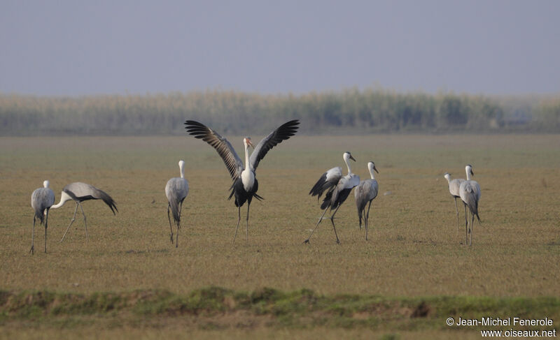 Wattled Crane