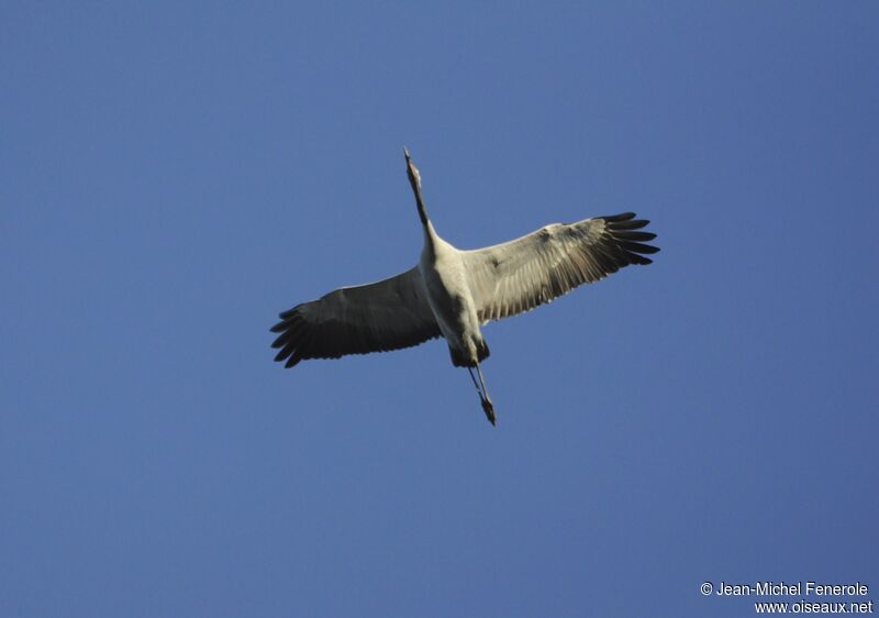 Common Crane