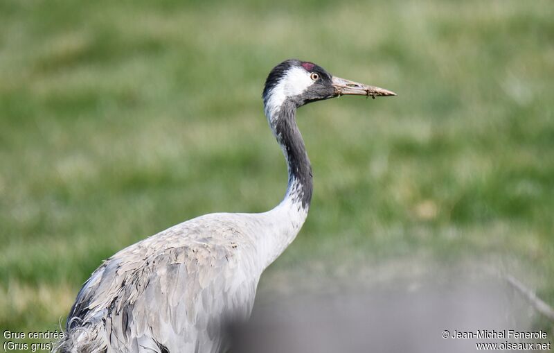 Common Crane