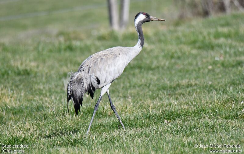 Common Crane