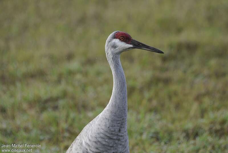 Sandhill Craneadult post breeding, close-up portrait