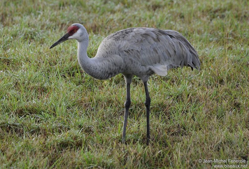 Grue du Canadaadulte, identification