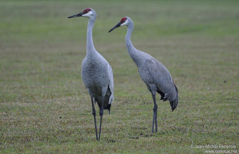 Sandhill Crane