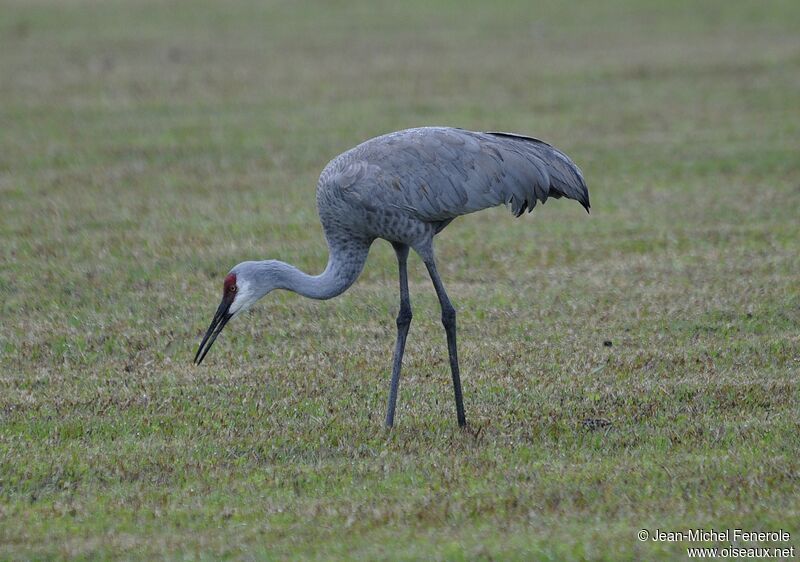 Sandhill Crane