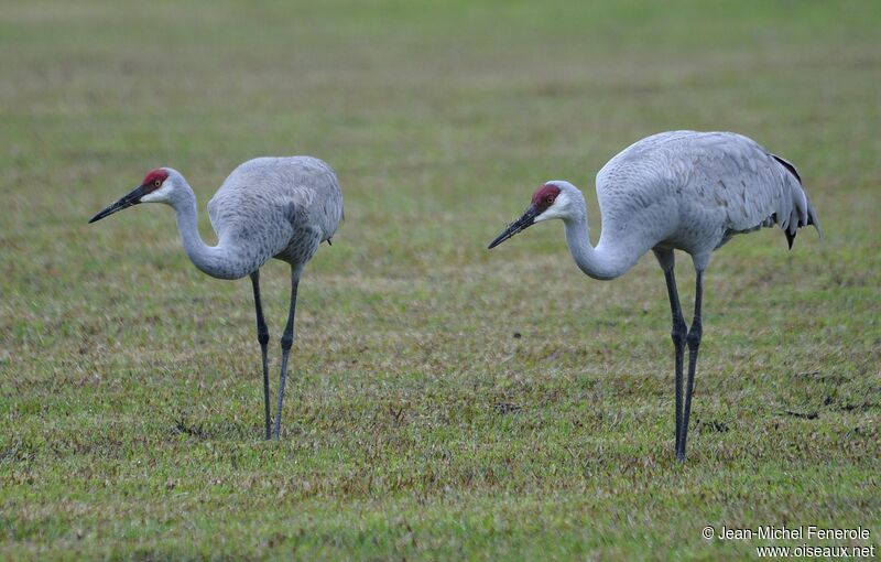 Sandhill Crane