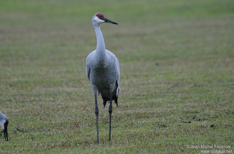 Sandhill Crane