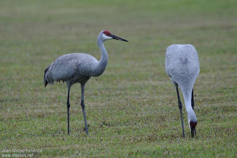 Sandhill Crane