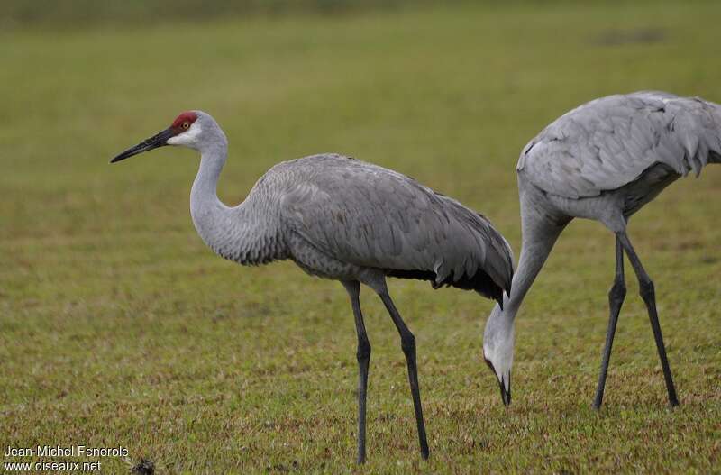 Sandhill Craneadult post breeding, identification