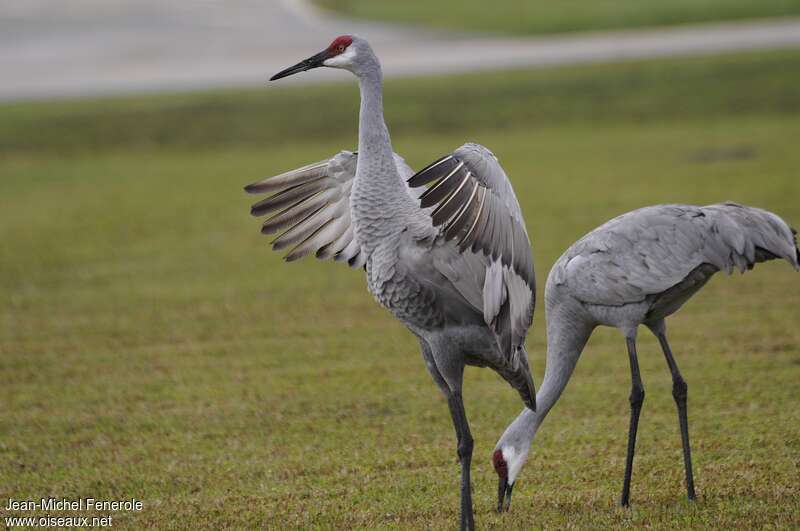 Sandhill Craneadult post breeding, pigmentation