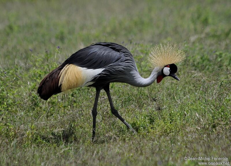 Grey Crowned Crane