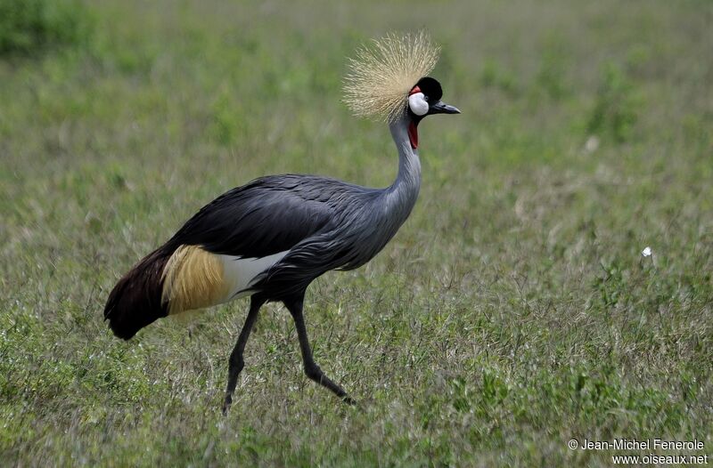 Grey Crowned Crane