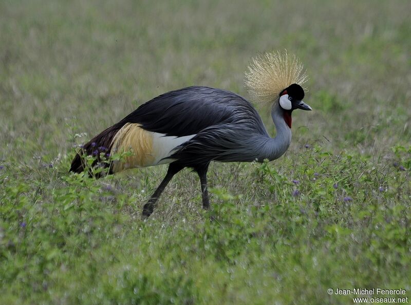 Grey Crowned Crane