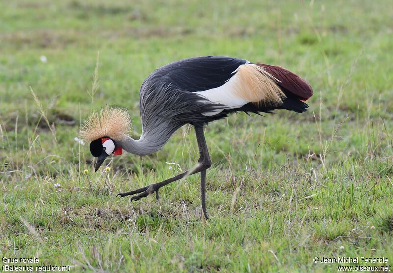 Grey Crowned Crane