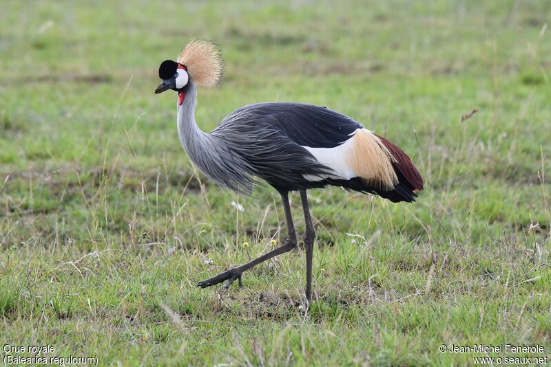 Grey Crowned Crane