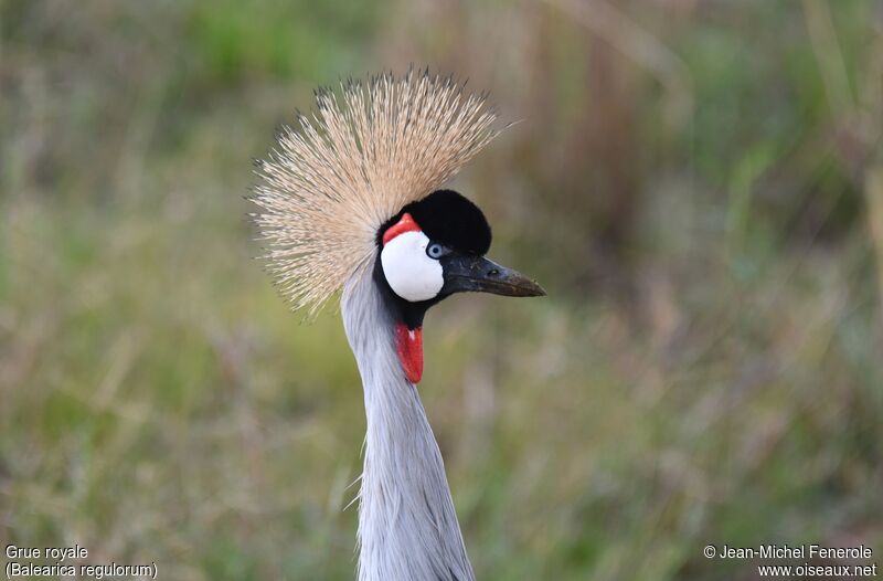 Grey Crowned Crane