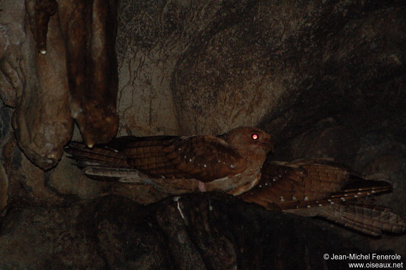 Guacharo des cavernes 