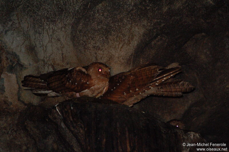 Oilbird 