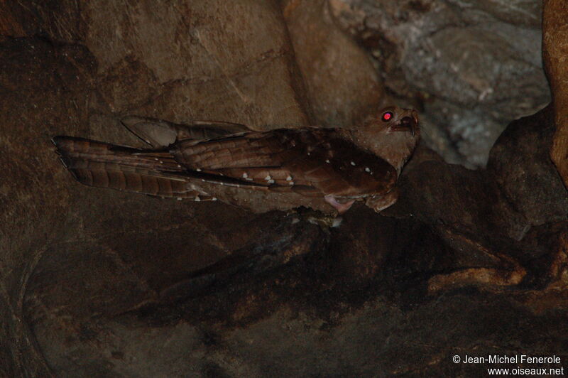 Guacharo des cavernesadulte