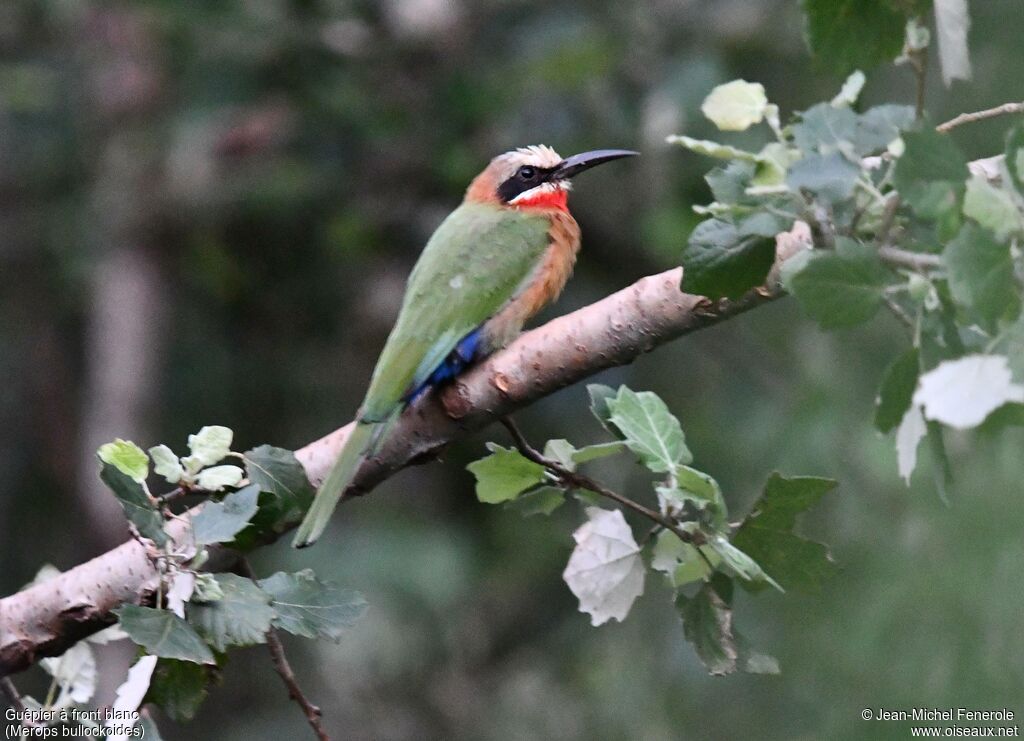Guêpier à front blanc