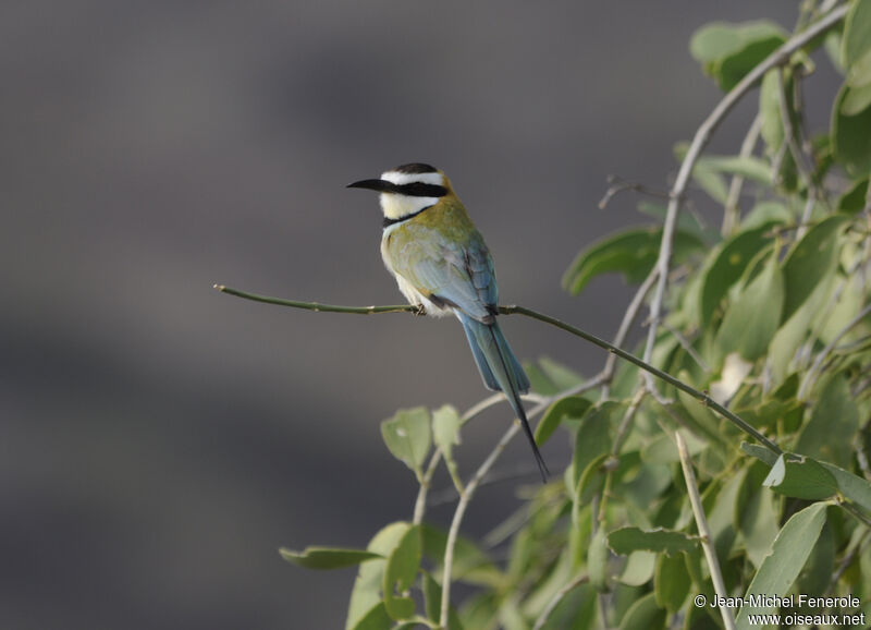 White-throated Bee-eater