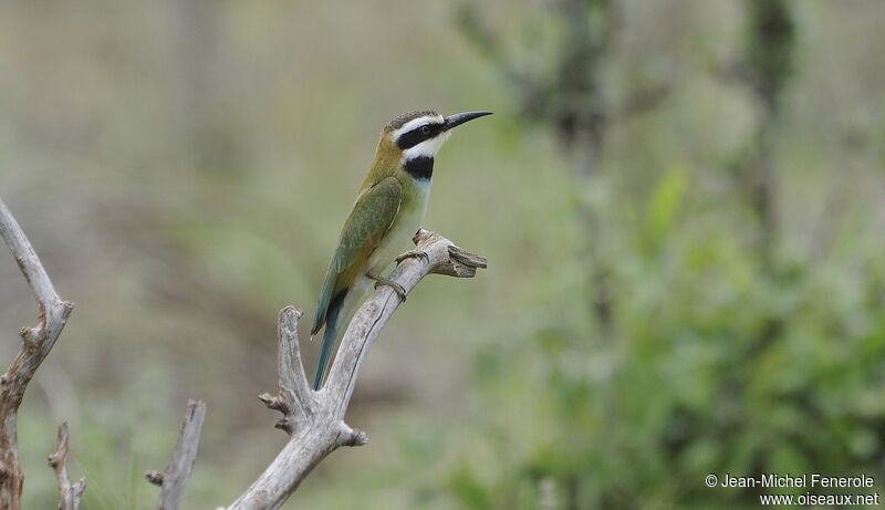 White-throated Bee-eater