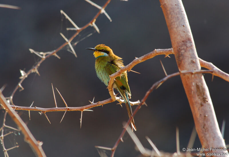 Swallow-tailed Bee-eater, identification