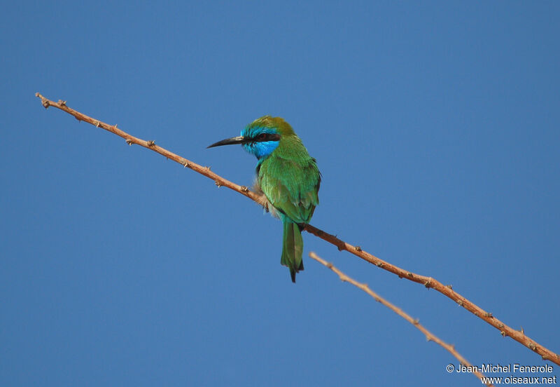 Arabian Green Bee-eateradult, pigmentation