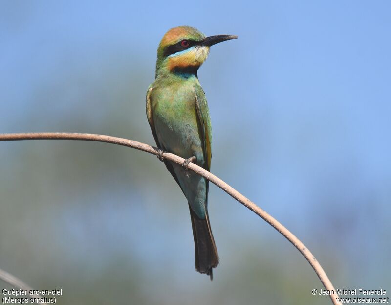 Rainbow Bee-eater