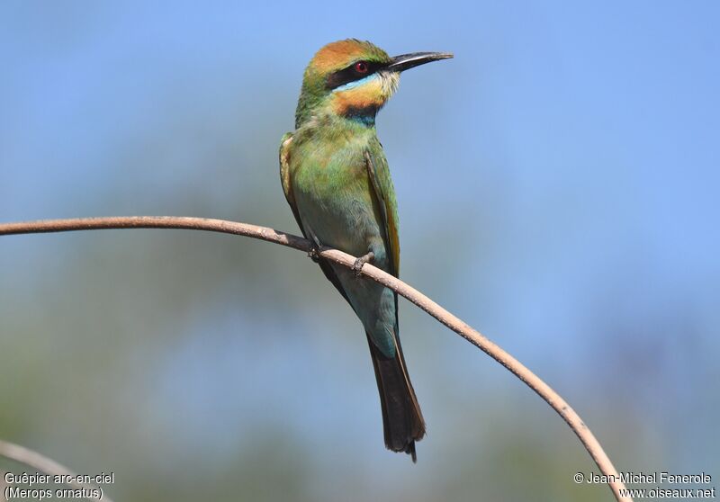 Rainbow Bee-eater