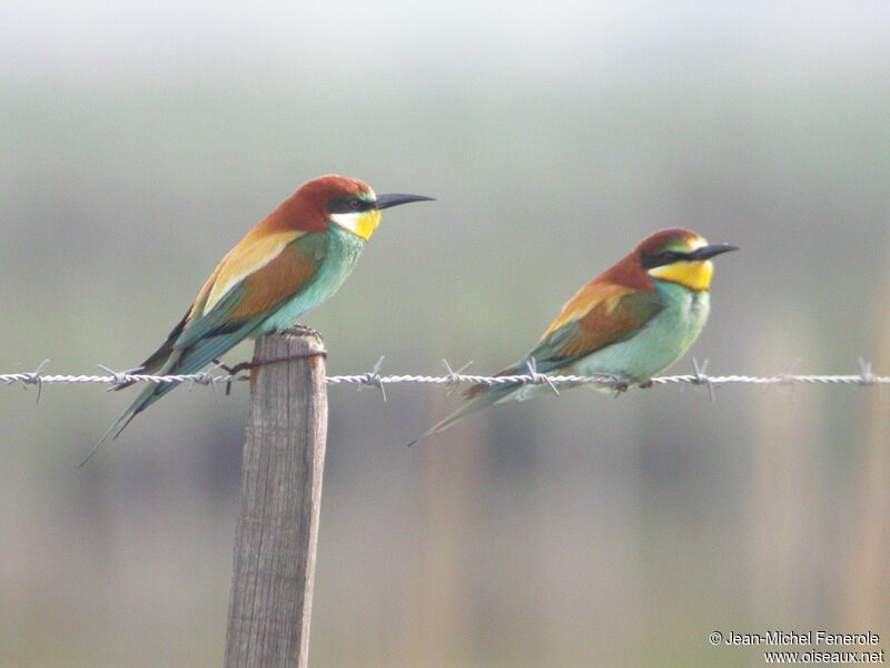 European Bee-eater