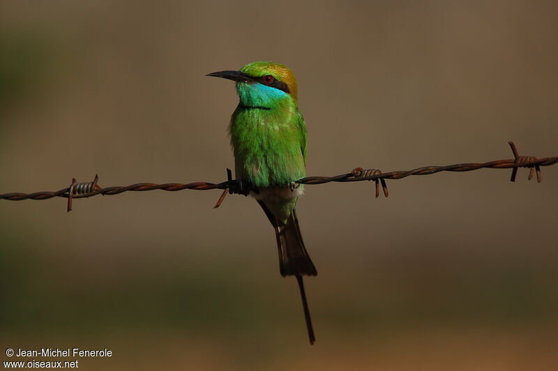 Asian Green Bee-eater