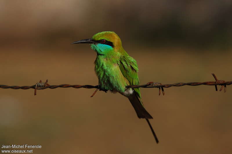 Asian Green Bee-eater