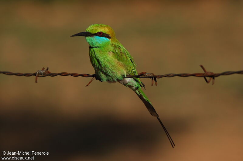 Asian Green Bee-eater