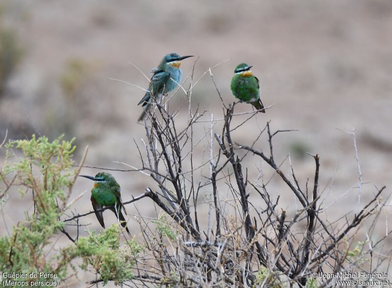 Blue-cheeked Bee-eater