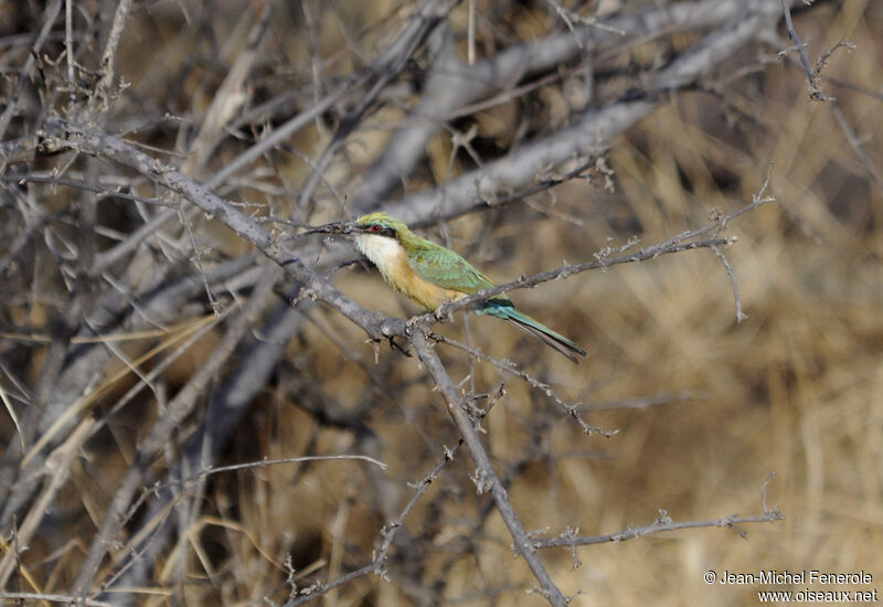 Somali Bee-eater