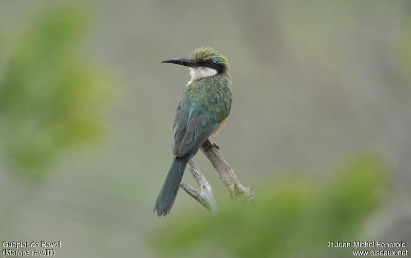 Somali Bee-eater