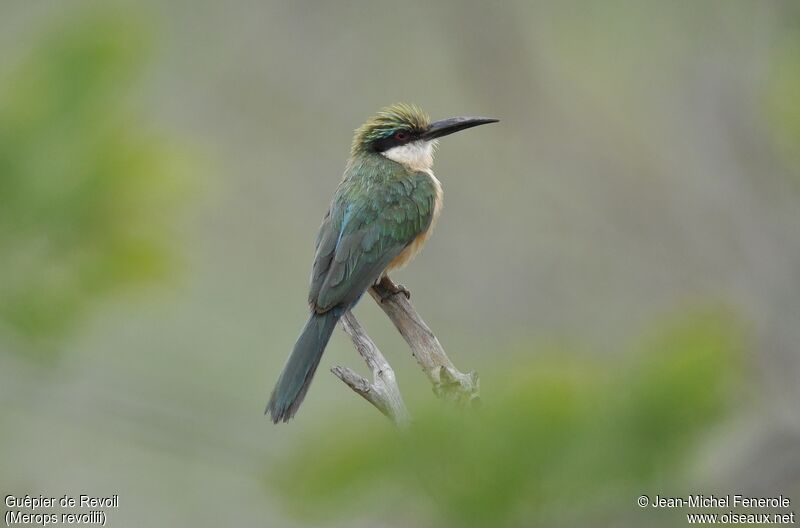 Guêpier de Revoiladulte, identification