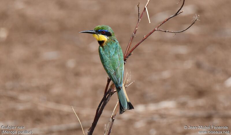 Little Bee-eater