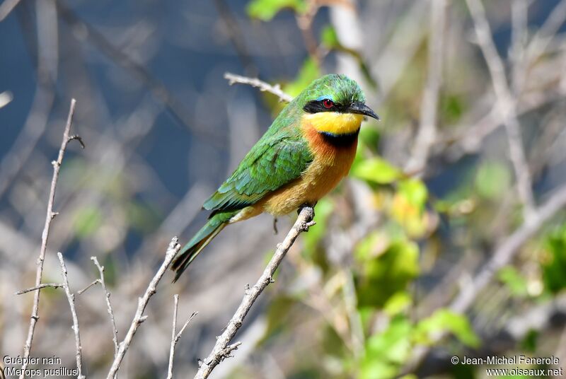 Little Bee-eater