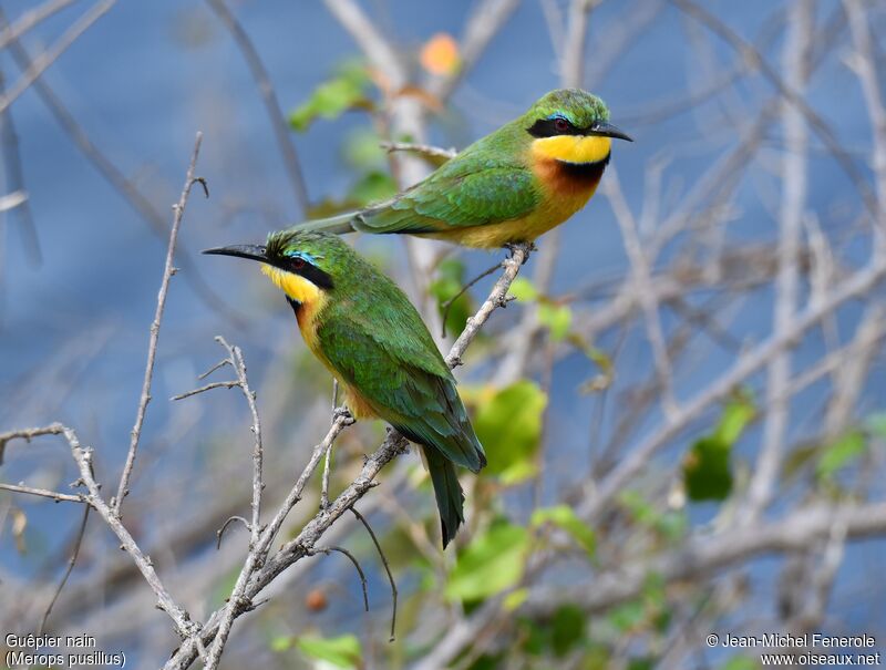 Little Bee-eater