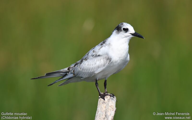 Whiskered Tern