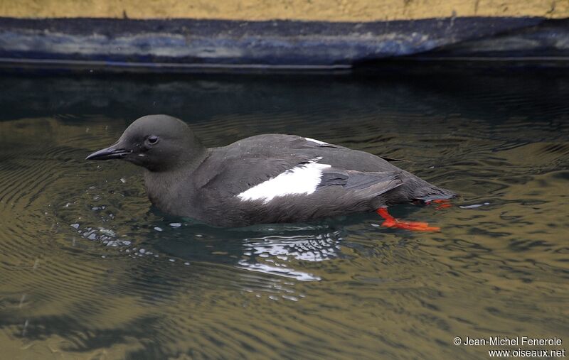 Guillemot à miroir