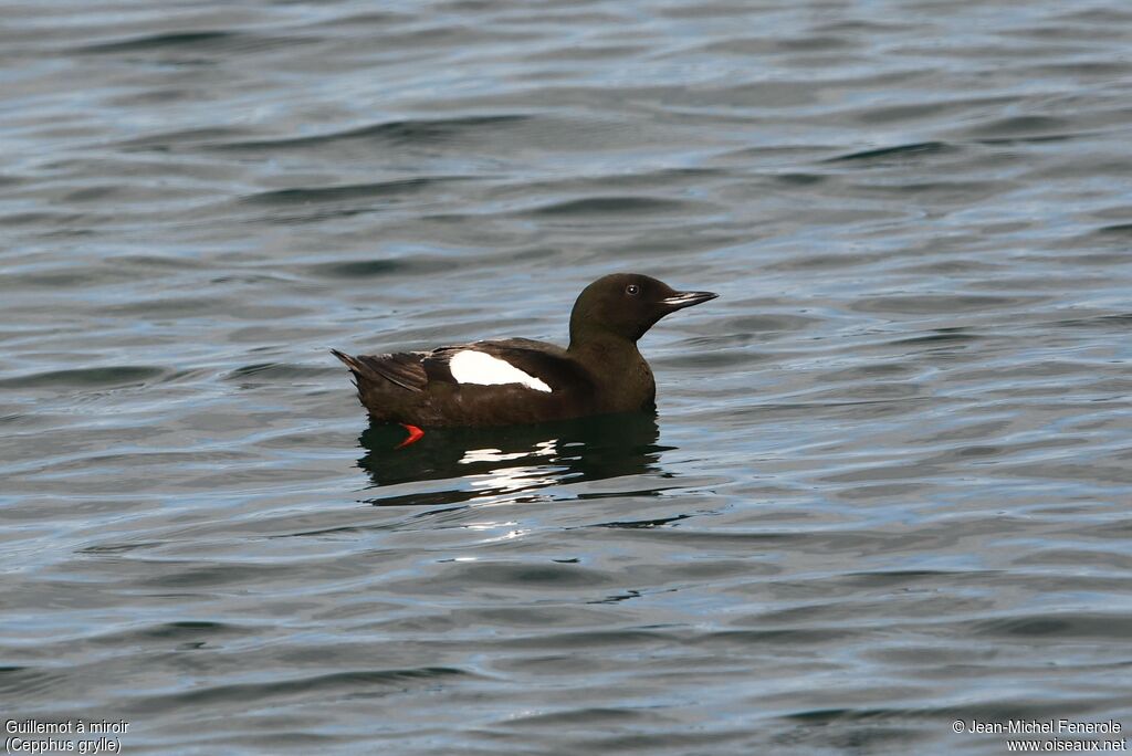 Black Guillemot