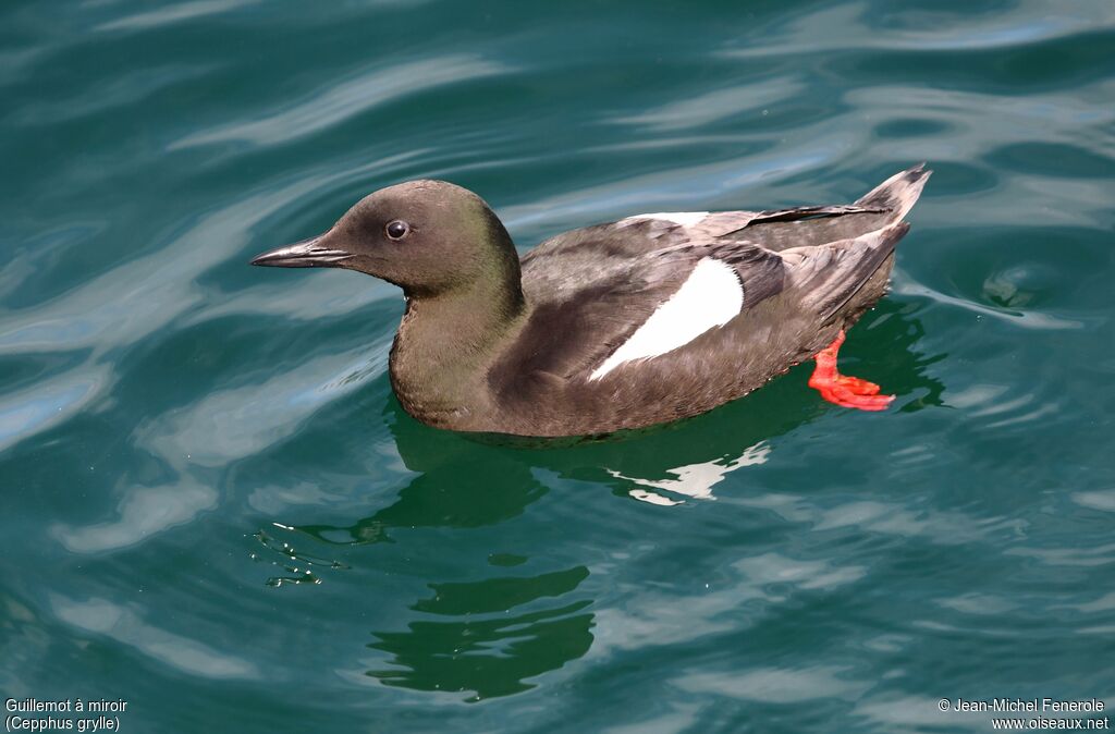 Guillemot à miroir