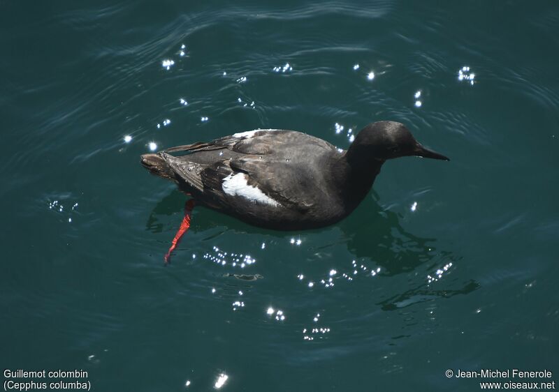 Pigeon Guillemot