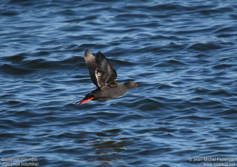 Guillemot colombin